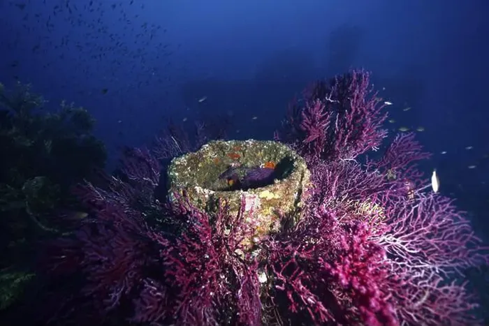 Framed Print : Round structures surrounded by purple Violescent sea-whips (Paramuricea clavata) in a blue underwater environment Framed Print : Round structures surrounded by purple Violescent sea-whips (Paramuricea clavata) in a blue underwater environment