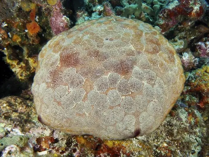 Framed Print : Roundish sea creature with patterned body