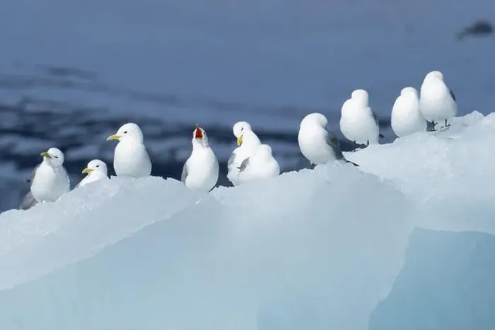 Framed Print : A row of black-legged kittiwakes perched along the edge of an iceberg Svalbard Framed Print : A row of black-legged kittiwakes perched along the edge of an iceberg Svalbard