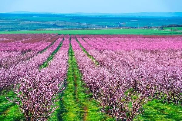 Rows of blossom peach trees in spring garden. Landscape photography