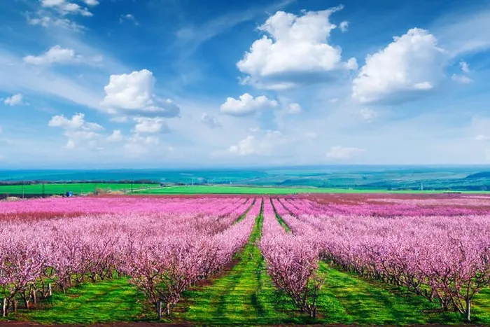 Framed Print : Rows of blossom peach trees in spring garden. Landscape photography Framed Print : Rows of blossom peach trees in spring garden. Landscape photography