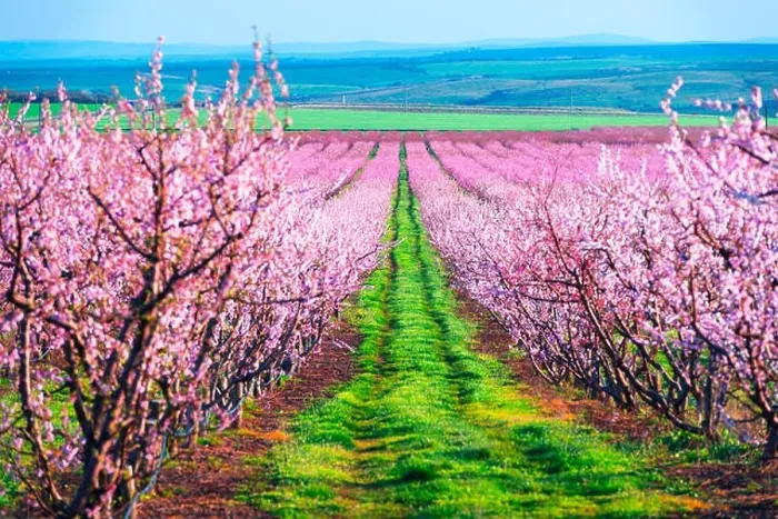 Framed Print : Rows of blossom peach trees in spring garden. Landscape photography Framed Print : Rows of blossom peach trees in spring garden. Landscape photography