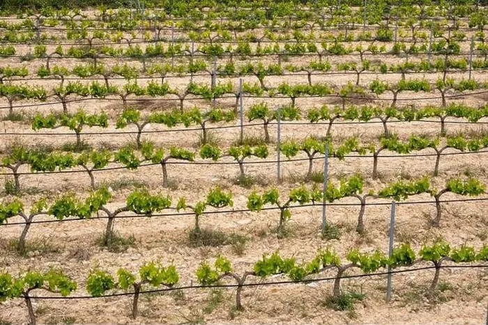 Framed Print : rows of vines in a vineyard seen from above in the Terra Alta region in the province of Tarragona in Spain Framed Print : rows of vines in a vineyard seen from above in the Terra Alta region in the province of Tarragona in Spain