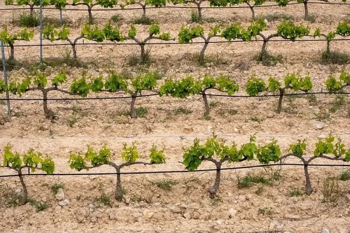 Framed Print : rows of vines in a vineyard seen from above in the Terra Alta region in the province of Tarragona in Spain Framed Print : rows of vines in a vineyard seen from above in the Terra Alta region in the province of Tarragona in Spain