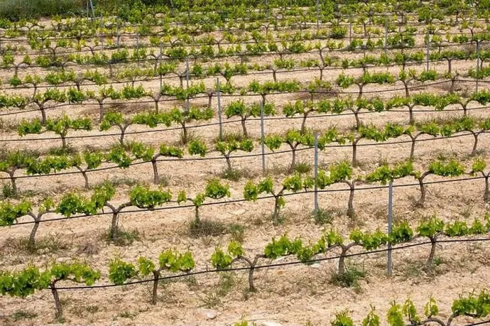 Framed Print : rows of vines in a vineyard seen from above in the Terra Alta region in the province of Tarragona in Spain Framed Print : rows of vines in a vineyard seen from above in the Terra Alta region in the province of Tarragona in Spain