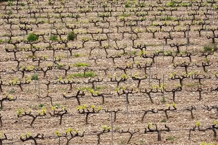 Framed Print : rows of vines in a vineyard seen from above in the Terra Alta region in the province of Tarragona in Spain Framed Print : rows of vines in a vineyard seen from above in the Terra Alta region in the province of Tarragona in Spain
