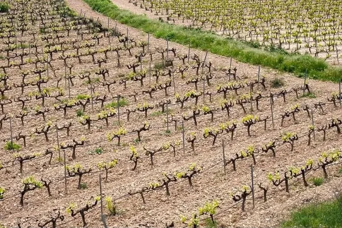Framed Print : rows of vines in a vineyard seen from above in the Terra Alta region in the province of Tarragona in Spain Framed Print : rows of vines in a vineyard seen from above in the Terra Alta region in the province of Tarragona in Spain