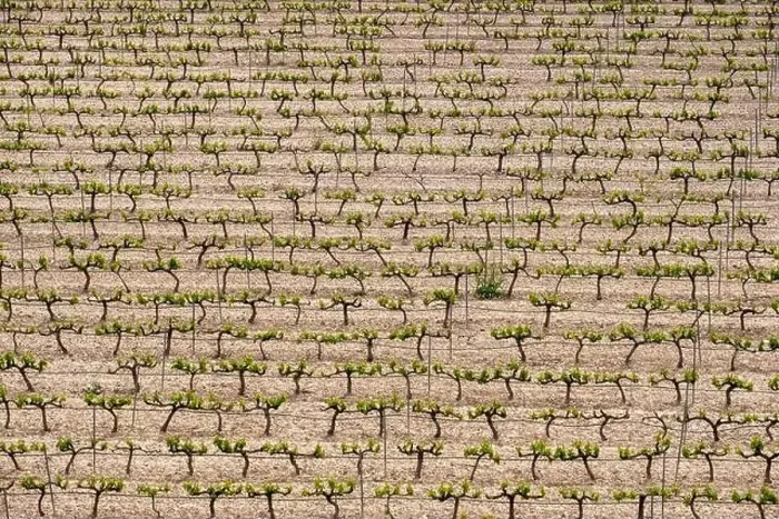 Framed Print : rows of vines in a vineyard seen from above in the Terra Alta region in the province of Tarragona in Spain Framed Print : rows of vines in a vineyard seen from above in the Terra Alta region in the province of Tarragona in Spain