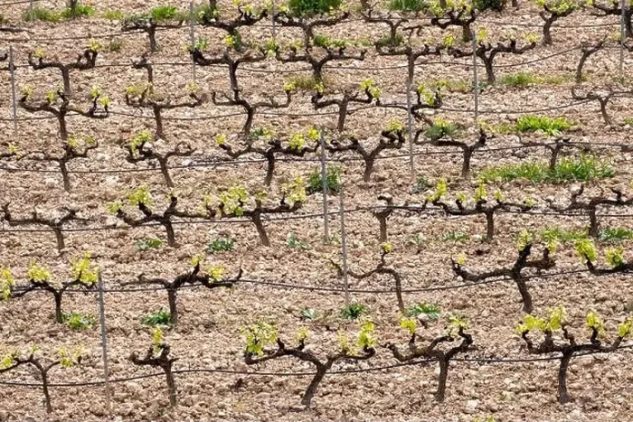 Framed Print : rows of vines in a vineyard seen from above in the Terra Alta region in the province of Tarragona in Spain Framed Print : rows of vines in a vineyard seen from above in the Terra Alta region in the province of Tarragona in Spain