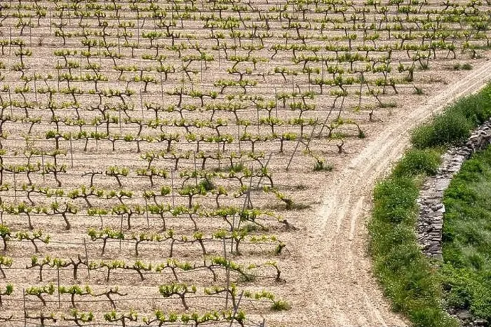 Framed Print : rows of vines in a vineyard seen from above in the Terra Alta region in the province of Tarragona in Spain Framed Print : rows of vines in a vineyard seen from above in the Terra Alta region in the province of Tarragona in Spain