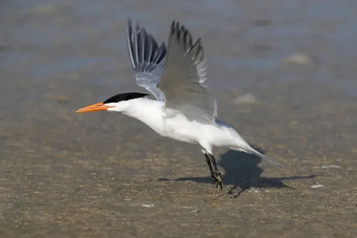 Framed Print : Royal tern (Sterna maxima) taking off from beach at Fort de Soto Framed Print : Royal tern (Sterna maxima) taking off from beach at Fort de Soto