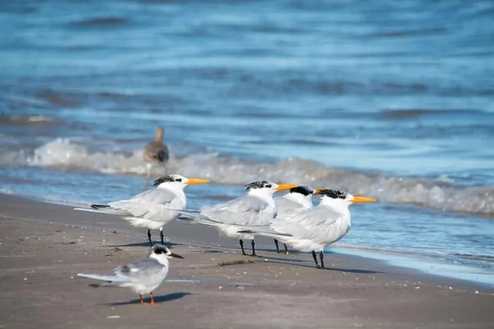 Framed Print : Royal Terns on South Padre Island Beach, Texas Framed Print : Royal Terns on South Padre Island Beach, Texas