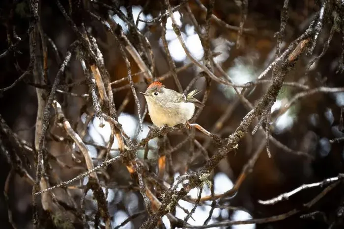 Framed Print : Ruby Crowned Kinglet perched on a tree branch during spring in Banff Canada Framed Print : Ruby Crowned Kinglet perched on a tree branch during spring in Banff Canada