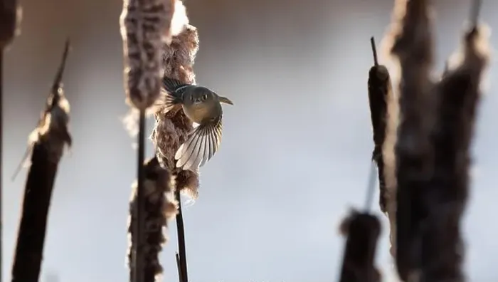 Framed Print : A ruby crowned kinglet Regulus calendula flies among cattails in a north american marsh looking for food Framed Print : A ruby crowned kinglet Regulus calendula flies among cattails in a north american marsh looking for food