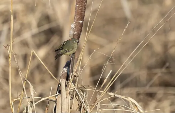 Framed Print : A ruby crowned kinglet Regulus calendula flies among cattails in a north american marsh looking for food