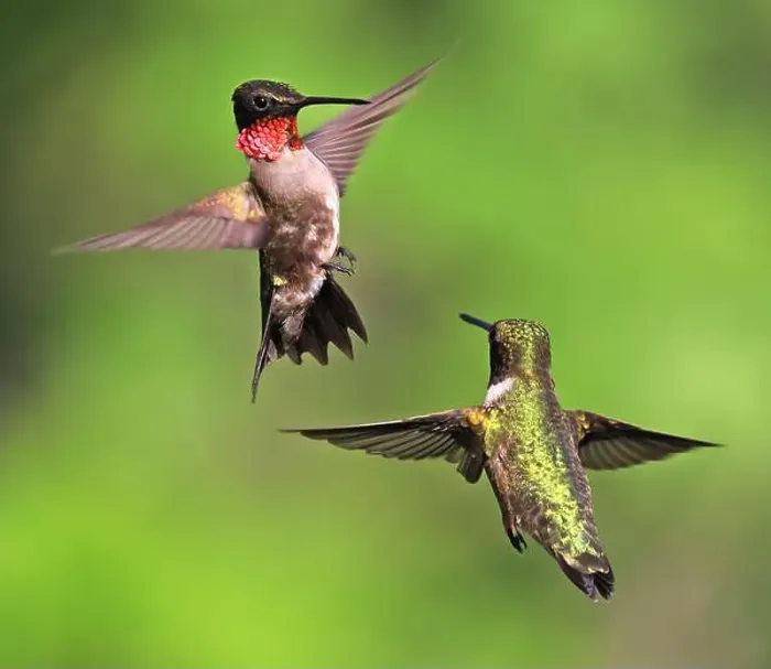 Framed Print : Ruby throated Hummingbird couple flying on a green background Framed Print : Ruby throated Hummingbird couple flying on a green background