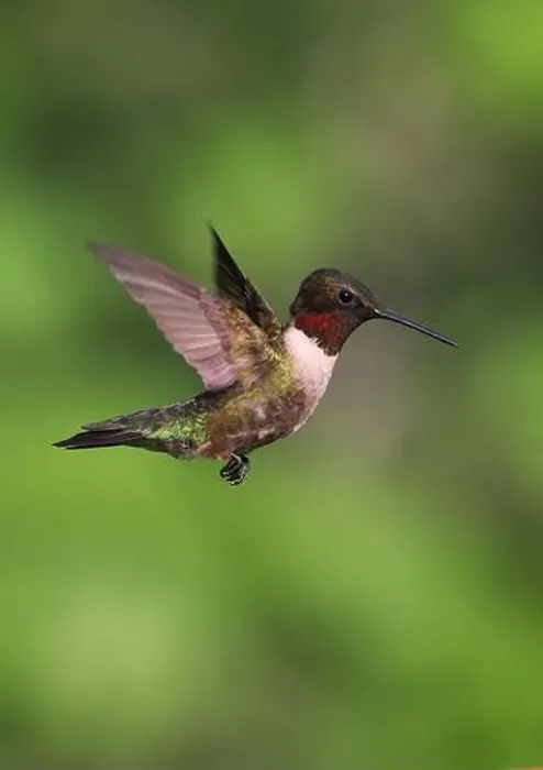 Framed Print : Ruby-throated Hummingbird flying on a green background Framed Print : Ruby-throated Hummingbird flying on a green background