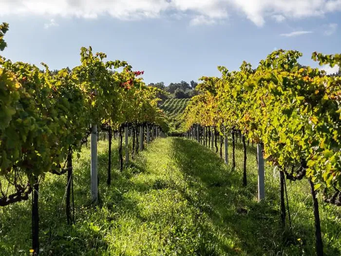 Framed Print : Ruby Vineyards: The Row of Red Grapes evokes the evocative image of a row of vineyards characterised by bunches of ripe Framed Print : Ruby Vineyards: The Row of Red Grapes evokes the evocative image of a row of vineyards characterised by bunches of ripe