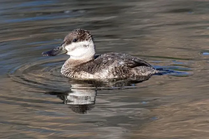 Framed Print : Ruddy Duck (Oxyura jamaicensis) Framed Print : Ruddy Duck (Oxyura jamaicensis)