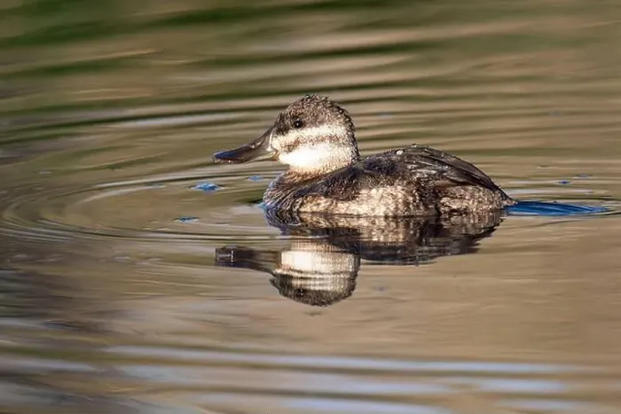 Framed Print : Ruddy Duck (Oxyura jamaicensis)