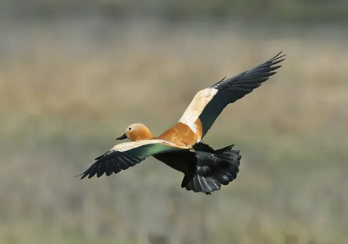 Framed Print : Ruddy Shelduck Tadorna ferruginea Framed Print : Ruddy Shelduck Tadorna ferruginea
