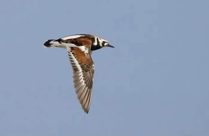 Framed Print : Ruddy turnstone (Arenaria interpres) flying in blue sky during spring migration, Galveston, Texas, USA Framed Print : Ruddy turnstone (Arenaria interpres) flying in blue sky during spring migration, Galveston, Texas, USA