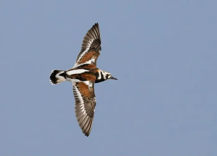 Framed Print : Ruddy turnstone (Arenaria interpres) flying in blue sky during spring migration, Galveston, Texas, USA Framed Print : Ruddy turnstone (Arenaria interpres) flying in blue sky during spring migration, Galveston, Texas, USA