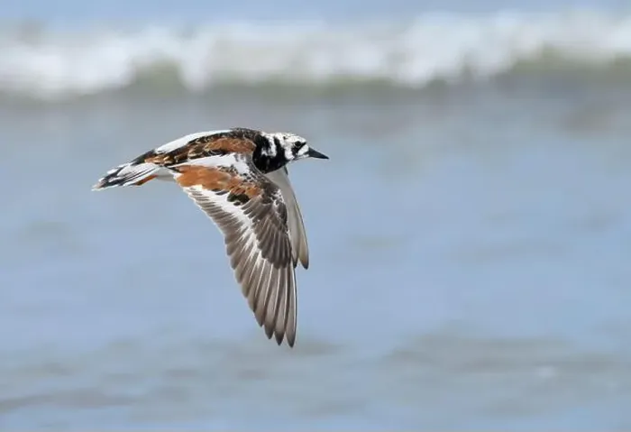Framed Print : Ruddy turnstone (Arenaria interpres) flying over the ocean during spring migration, Galveston, Texas, USA Framed Print : Ruddy turnstone (Arenaria interpres) flying over the ocean during spring migration, Galveston, Texas, USA