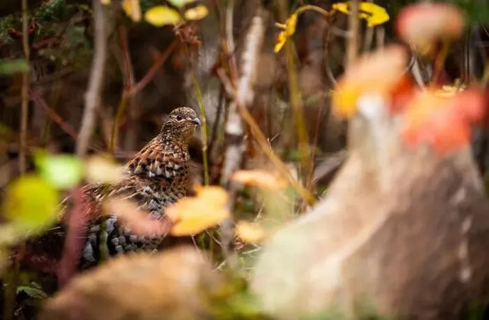 Framed Print : Ruffed grouse autumn, perdrix, gelinotte hupée, quebec, canada Framed Print : Ruffed grouse autumn, perdrix, gelinotte hupée, quebec, canada
