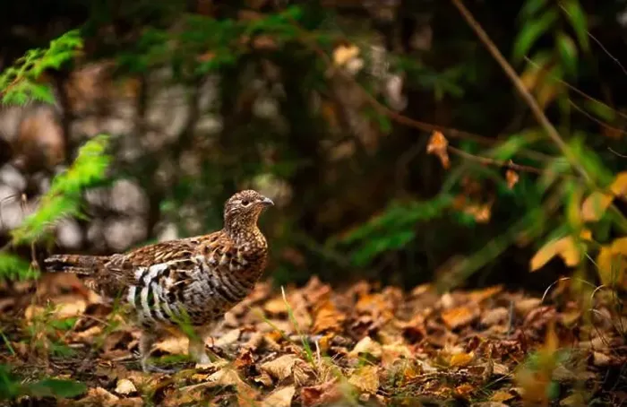 Framed Print : Ruffed grouse autumn, perdrix, gelinotte hupée, quebec, canada Framed Print : Ruffed grouse autumn, perdrix, gelinotte hupée, quebec, canada