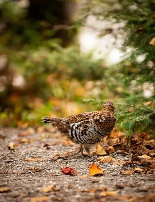 Framed Print : Ruffed grouse autumn, perdrix, gelinotte hupée, quebec, canada Framed Print : Ruffed grouse autumn, perdrix, gelinotte hupée, quebec, canada
