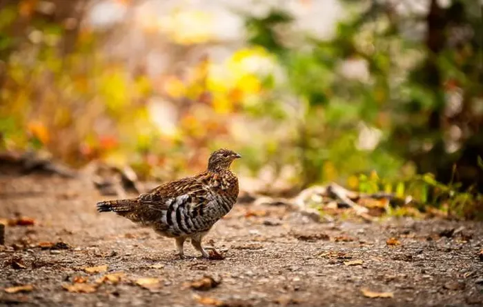 Framed Print : Ruffed grouse autumn, perdrix, gelinotte hupée, quebec, canada Framed Print : Ruffed grouse autumn, perdrix, gelinotte hupée, quebec, canada