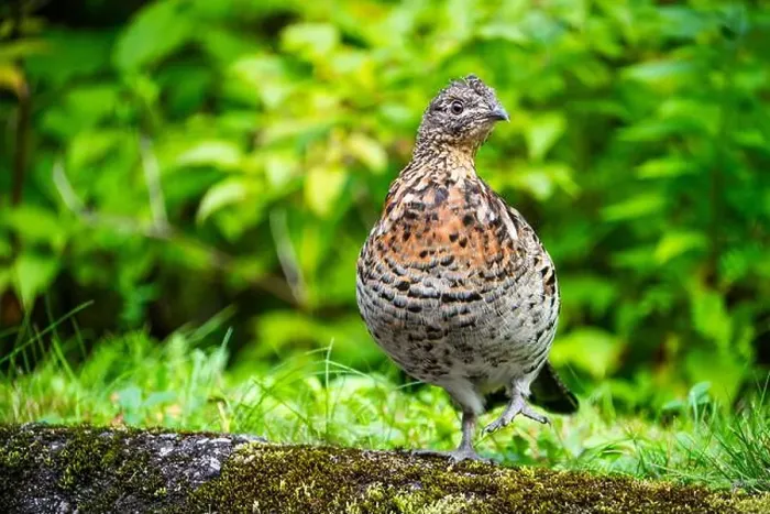 Framed Print : Ruffed grouse foraging for food along a road in a national park Framed Print : Ruffed grouse foraging for food along a road in a national park