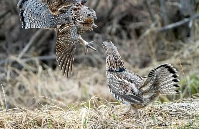 Framed Print : Ruffed Grouse Saskatchewan Framed Print : Ruffed Grouse Saskatchewan