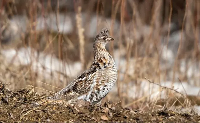 Framed Print : Ruffed Grouse Saskatchewan Framed Print : Ruffed Grouse Saskatchewan