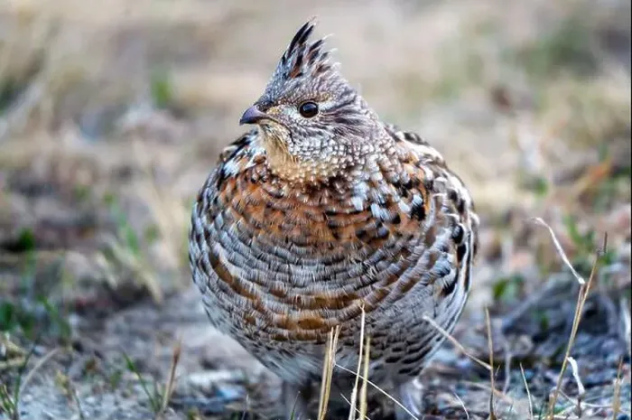 Framed Print : Ruffed Grouse Saskatchewan Framed Print : Ruffed Grouse Saskatchewan