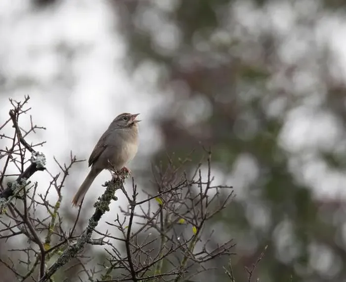 Framed Print : Rufous-crowned sparrow (Aimophila ruficeps) singing perched on branch, Milton Reimer's Ranch Park, Texas, USA Framed Print : Rufous-crowned sparrow (Aimophila ruficeps) singing perched on branch, Milton Reimer's Ranch Park, Texas, USA