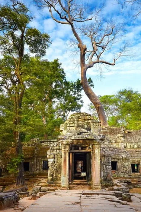 Framed Print : Ruins of Ta Prohm Temple, Angkor, Cambodia, Asia Framed Print : Ruins of Ta Prohm Temple, Angkor, Cambodia, Asia