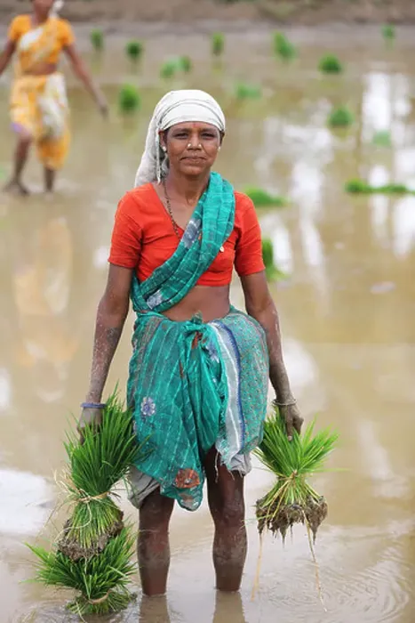 Framed Print : Rural Indian women working in a paddy field South India Framed Print : Rural Indian women working in a paddy field South India