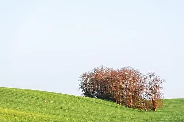 Rural landscape with green agricultural field, clear sky and trees on spring hills. South Moravia region, Czech Republic