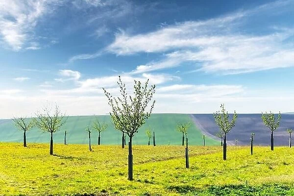 Rural minimal spring landscape with green hill and young trees