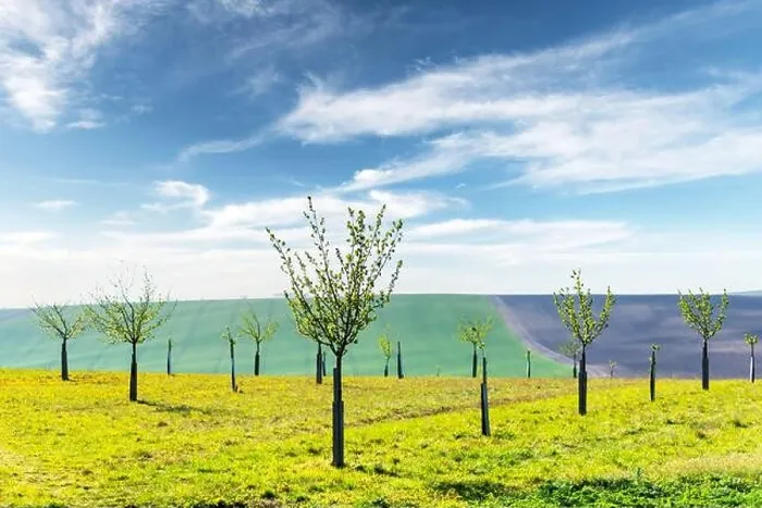 Framed Print : Rural minimal spring landscape with green hill and young trees Framed Print : Rural minimal spring landscape with green hill and young trees