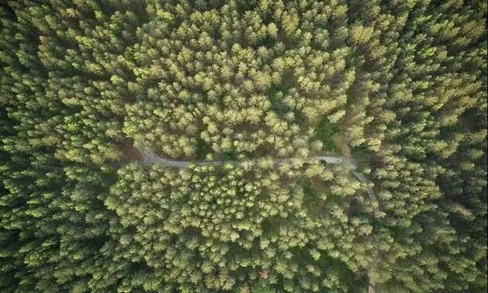 Framed Print : Rural road in forest at sunset time aerial above top drone view Framed Print : Rural road in forest at sunset time aerial above top drone view