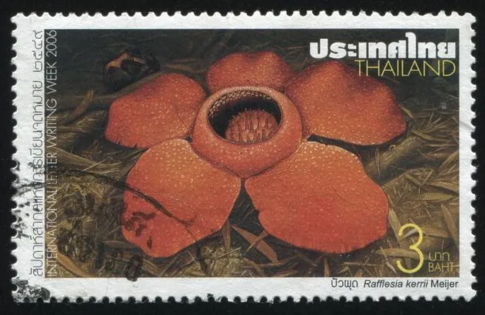 Framed Print : RUSSIA KALININGRAD, 31 MAY 2016: stamp printed by Thailand shows flower, circa 2006 Framed Print : RUSSIA KALININGRAD, 31 MAY 2016: stamp printed by Thailand shows flower, circa 2006