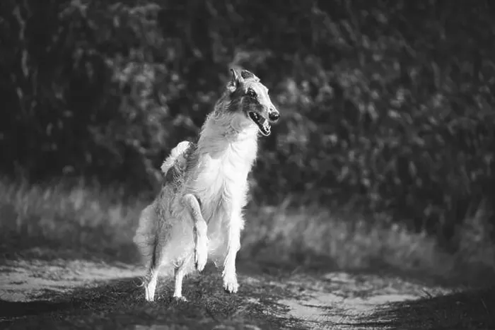 Framed Print : Russian Dog, Borzoi Dog Playfully Jumping On Walk Framed Print : Russian Dog, Borzoi Dog Playfully Jumping On Walk