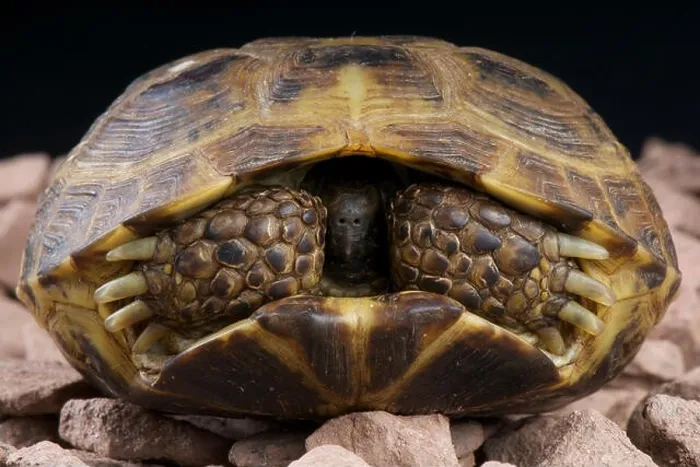 Framed Print : Russian tortoise / Agrionemys horsfieldii Framed Print : Russian tortoise / Agrionemys horsfieldii