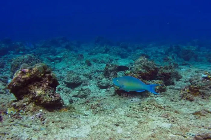 Framed Print : Rusty parrotfish (scaridae) in the coral reef of Maldives island Framed Print : Rusty parrotfish (scaridae) in the coral reef of Maldives island