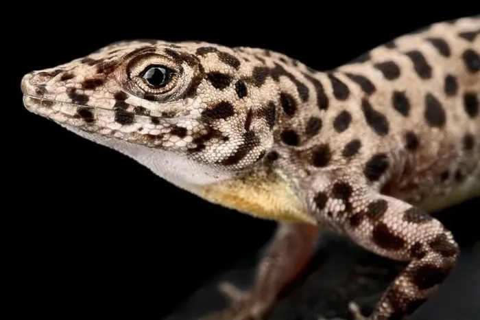 Framed Print : Saba Anole (Anolis sabanus) Framed Print : Saba Anole (Anolis sabanus)