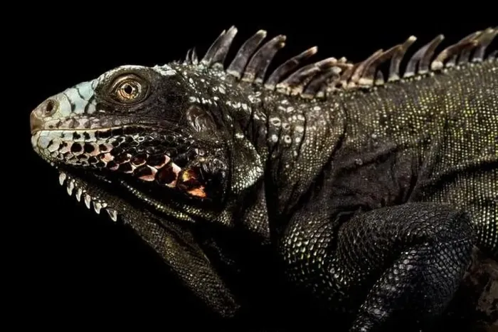 Framed Print : The Sabah black iguana (Iguana melanoderma) is a critically endangered Iguanid from Saba island part of the Antilles Framed Print : The Sabah black iguana (Iguana melanoderma) is a critically endangered Iguanid from Saba island part of the Antilles