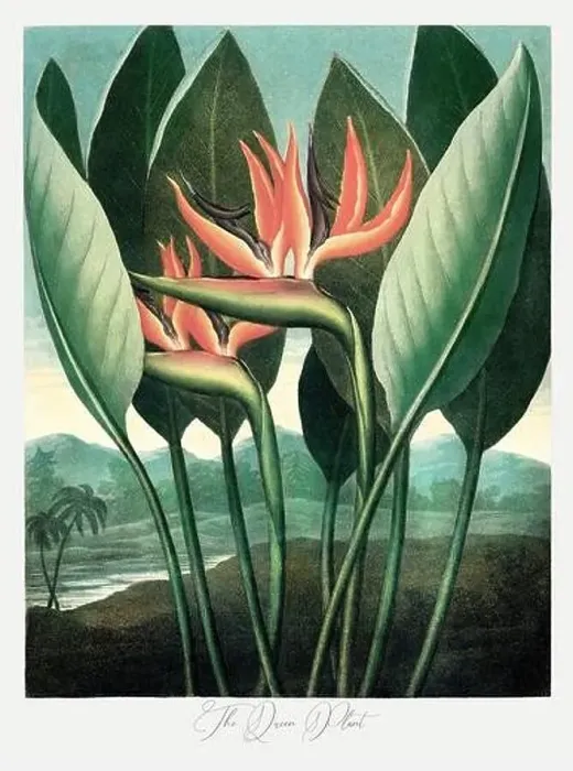Framed Print : The Sacred Egyptian Bean. Antique Victorian Flower painting Framed Print : The Sacred Egyptian Bean. Antique Victorian Flower painting